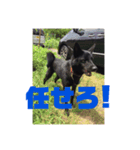 甲斐犬のかいくん（個別スタンプ：1）
