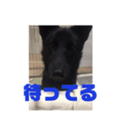 甲斐犬のかいくん（個別スタンプ：2）