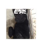 甲斐犬のかいくん（個別スタンプ：3）