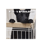 甲斐犬のかいくん（個別スタンプ：4）
