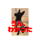 甲斐犬のかいくん（個別スタンプ：6）