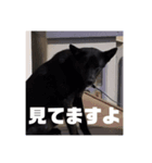 甲斐犬のかいくん（個別スタンプ：7）