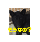 甲斐犬のかいくん（個別スタンプ：8）