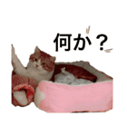 我が家の【みぞれ】（個別スタンプ：2）