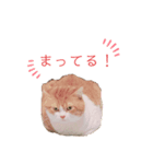 我が家の【みぞれ】（個別スタンプ：6）