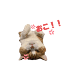 我が家の【みぞれ】（個別スタンプ：7）