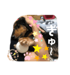 けんこじかぐのスタンプ ver.2（個別スタンプ：1）