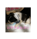 あづきとくるみ（個別スタンプ：3）