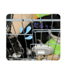 あづきとくるみ（個別スタンプ：16）