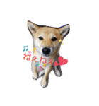 ★つくね★（個別スタンプ：30）