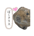 ねずみの仲間たち（個別スタンプ：1）