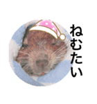ねずみの仲間たち（個別スタンプ：3）