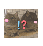 ねずみの仲間たち（個別スタンプ：14）