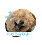 バニチャウスタンプ6（個別スタンプ：1）