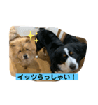 バニチャウスタンプ6（個別スタンプ：5）