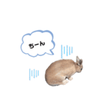 うさぎのmokoちゃん3（個別スタンプ：1）