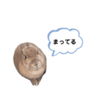 うさぎのmokoちゃん3（個別スタンプ：3）