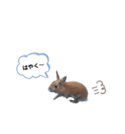 うさぎのmokoちゃん3（個別スタンプ：4）