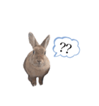 うさぎのmokoちゃん3（個別スタンプ：6）