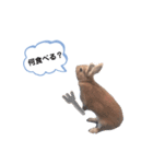 うさぎのmokoちゃん3（個別スタンプ：11）