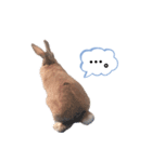 うさぎのmokoちゃん3（個別スタンプ：12）