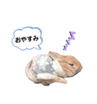 うさぎのmokoちゃん3（個別スタンプ：16）