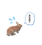 うさぎのmokoちゃん3（個別スタンプ：19）