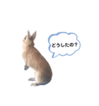 うさぎのmokoちゃん3（個別スタンプ：20）