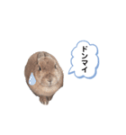 うさぎのmokoちゃん3（個別スタンプ：22）