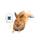 うさぎのmokoちゃん3（個別スタンプ：24）