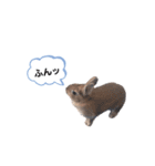 うさぎのmokoちゃん3（個別スタンプ：25）