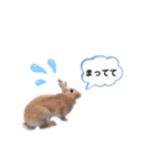 うさぎのmokoちゃん3（個別スタンプ：30）