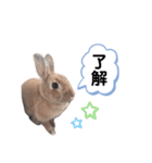 うさぎのmokoちゃん3（個別スタンプ：31）