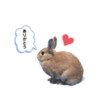 うさぎのmokoちゃん3（個別スタンプ：33）