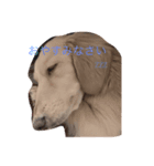 犬だよ！！（個別スタンプ：1）