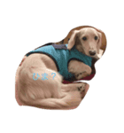 犬だよ！！（個別スタンプ：2）