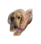 犬だよ！！（個別スタンプ：3）