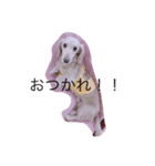 犬だよ！！（個別スタンプ：4）