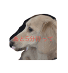 犬だよ！！（個別スタンプ：5）