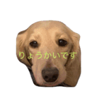 犬だよ！！（個別スタンプ：7）