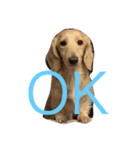 犬だよ！！（個別スタンプ：8）