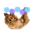 ポコちゃん日常スタンプ（個別スタンプ：3）