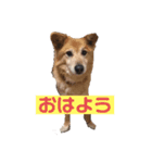 クッキー！！と仲間たち（個別スタンプ：3）