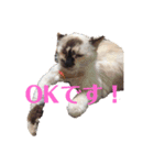 クッキー！！と仲間たち（個別スタンプ：8）