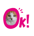 きなこがゆく（個別スタンプ：1）