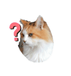 きなこがゆく（個別スタンプ：4）