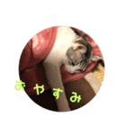 禅ちゃんの日常Part2（個別スタンプ：2）