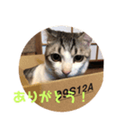 禅ちゃんの日常Part2（個別スタンプ：5）