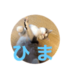 禅ちゃんの日常Part2（個別スタンプ：9）