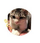 禅ちゃんの日常Part2（個別スタンプ：16）